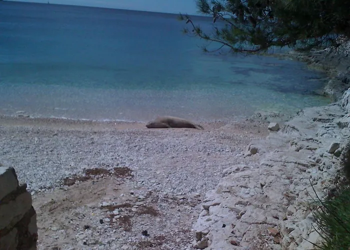 Deni Πούλα